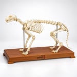 Cat Skeleton Model